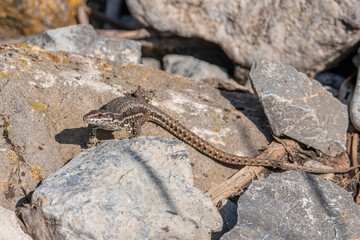 European Wall lizard, Podarcis muralis sitting on a stone