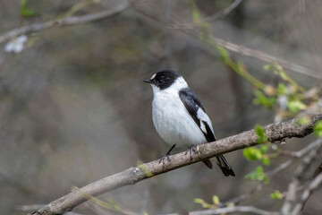 Close-up portrait of a male Semi-collared Flycatcher, Ficedula semitorquata sitting on a branch against a blurred background