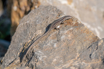 European Wall lizard, Podarcis muralis sitting on a stone