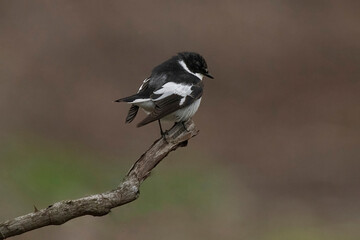 Close-up portrait of a male Semi-collared Flycatcher, Ficedula semitorquata sitting on a branch against a blurred background