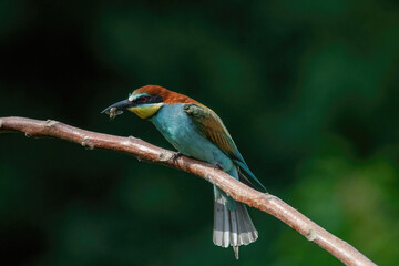 Beautiful nature scene with European bee-eater Merops apiaster. Merops apiaster in the nature habitat