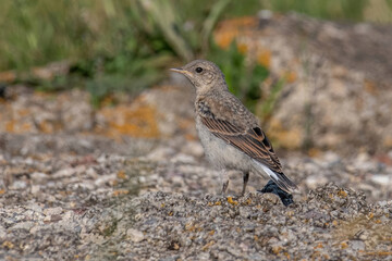 Close up of a Northern wheatear (Oenanthe oenanthe) in the field
