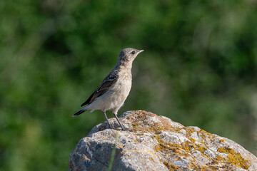 Close up of a Northern wheatear (Oenanthe oenanthe) in the field