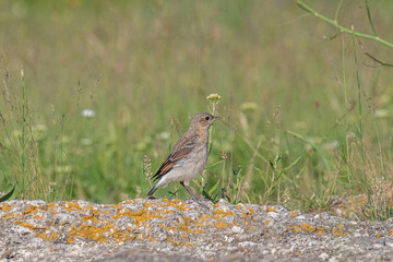 Close up of a Northern wheatear (Oenanthe oenanthe) in the field