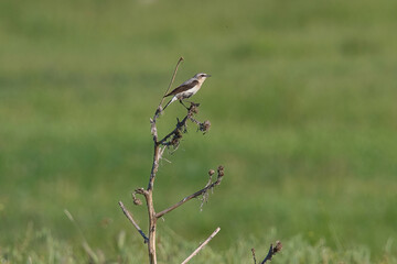 Close up of a Northern wheatear (Oenanthe oenanthe) in the field