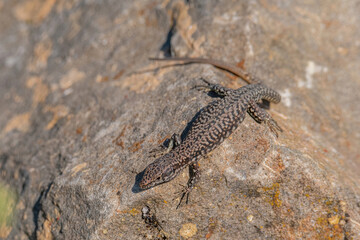 European Wall lizard, Podarcis muralis sitting on a stone