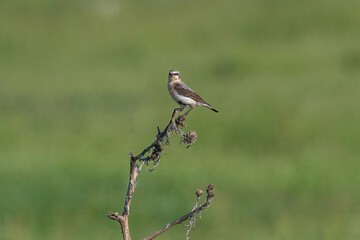 Close up of a Northern wheatear (Oenanthe oenanthe) in the field