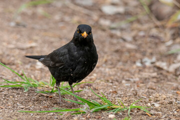 Common Blackbird also known as Turdus merula.