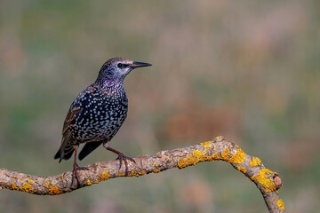 Starling on the tree. European Starling (Sturnus vulgaris)