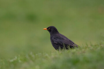Common Blackbird also known as Turdus merula.