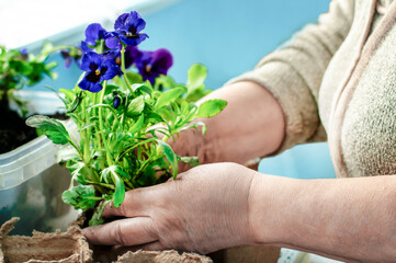 transplanting flowers into peat pots for growing on the balcony. Female hands transplanting plants...