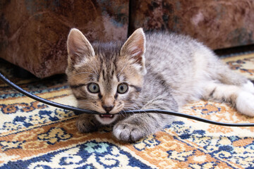 Gray kitten gnaws on the electric wire