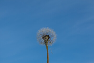 Dandelion ripe after flowering against a bright blue spring sky. Plant life stages