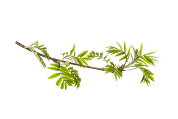 tree branch with young green leaves isolated on white background