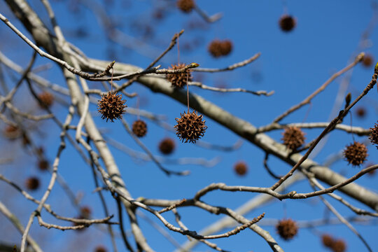 Platanus platanus fruiting bodies on the tree that look like Christmas decorations, blue sky. sycamore fruits