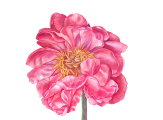 Beautiful watercolor pink peony isolated on white background.