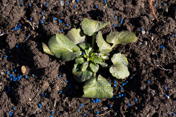 plant is fertilized with blue balls of fertilizers for good growth and harvest