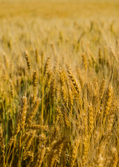 Ears of wheat, close-up.