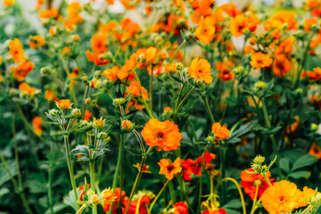 Orange flower of Geum coccineum Scarlet avens blooming in spring garden. Dwarf orange avens, Geum coccineum Feuermeer . Chilean avens or Geum chiloense, Floral background