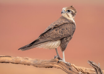 Wild brown falcon (Falco berigora) perched on an old branch with red background