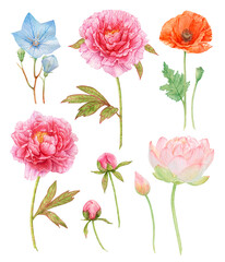 Watercolor set of flowers isolated on white background.
Peonies, red poppy, blue flowers.