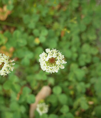 上から見たシロツメグサの白い花