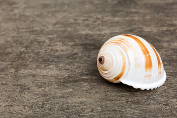 Beach seashells on colored background. Mock up with copy space