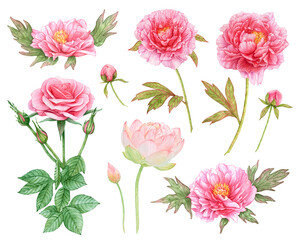 Watercolor set of pink peonies, rose with leaves, lotus isolated on white background.