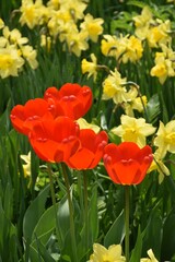 Obraz premium The first flowers of spring, Sainte-Apolline, Québec, Canada