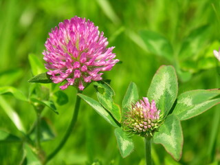 野原に咲くアカツメクサ