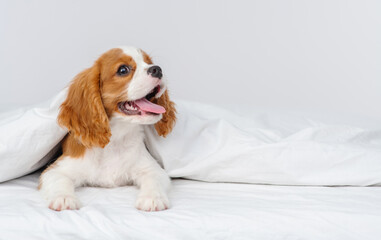 Puppy cavalier king charles spaniel sitting on a blanket in the bedroom on the bed in the house