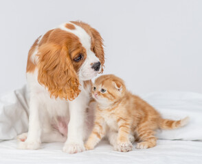King Charles Spaniel puppy sniffing a ginger Scottish kitten in the nose. Cute puppy and kitten at home.