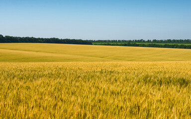 Wheat field under the blue sky. Agricultural field with wheat.