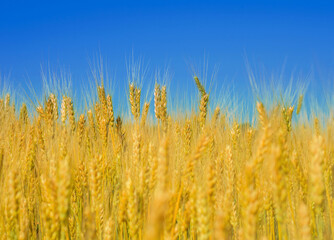 Yellow ears of wheat on a background of yellow and blue colors of the Ukrainian flag. Wheat field.