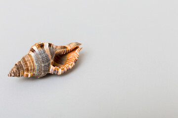 Beach seashells on colored background. Mock up with copy space