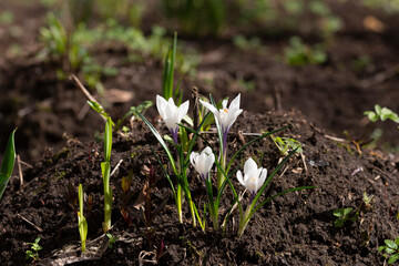 White crocus flowers in the forest, first flowers, early spring