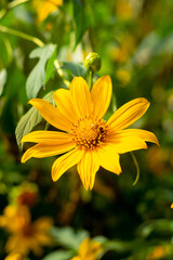 yellow flower