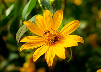 yellow flower