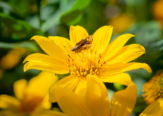 yellow flower