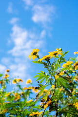 yellow flowers against blue sky