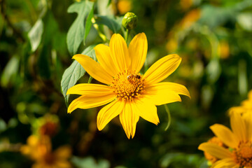 yellow flower in the garden