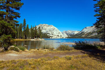 The forest at the foot of the mountains