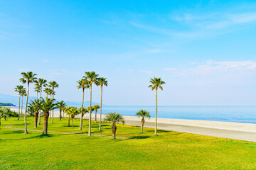 Fototapeta premium 【三重県】七里御浜海岸 ヤシの木