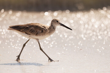 Shorebird in front of glittering surf on Lido Beach, Sarasota, Florida