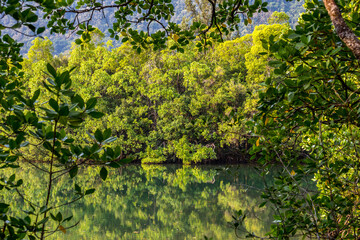 Lake in Rainforest surrounded by Trees seen from Dibuji Boarwalk, Cape Tribulation, Queensland, Australia