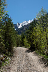 Fototapeta na wymiar Road in the forest against the backdrop of high snowy mountains