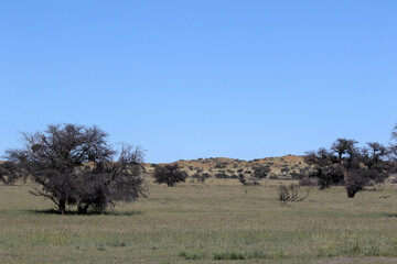 Fototapeta na wymiar The 'green Kalahari,' the Kgalagadi after all the rain