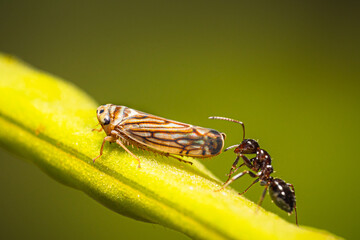 An ant stands behind a Cicadellidae