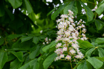 Aesculus hippocastanum,blossom of horse chestnut or conker tree springtime
