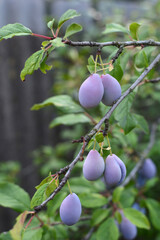 Ripe plums on the tree